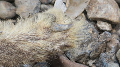 Vulpes vulpes arabica