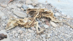 Vulpes vulpes arabica