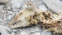 Vulpes vulpes arabica