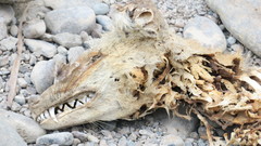 Vulpes vulpes arabica