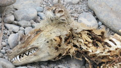 Vulpes vulpes arabica