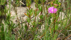 Lampranthus lavisii
