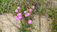 Lampranthus lavisii