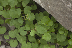 Cardamine raphanifolia acris