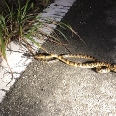 Lycodon semicarinatus