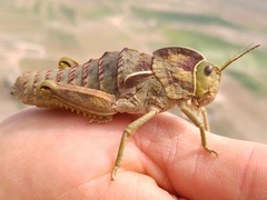 Pamphagus
