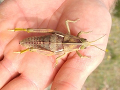 Pamphagus