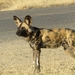Cape Wild Dog - Photo (c) Dr David Doolittle, some rights reserved (CC BY-NC), uploaded by Dr David Doolittle