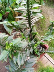 Tracheophyta