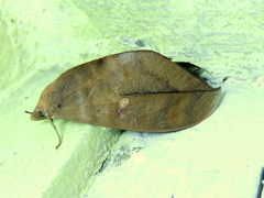 Phyllodes eyndhovii