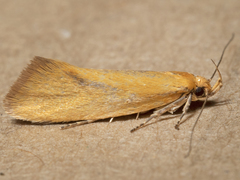 Telocharacta hemicroca