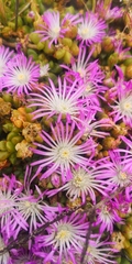 Disphyma dunsdonii