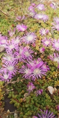 Disphyma dunsdonii