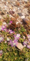 Disphyma dunsdonii