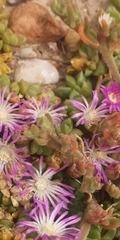 Disphyma dunsdonii
