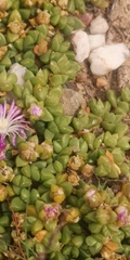 Disphyma dunsdonii