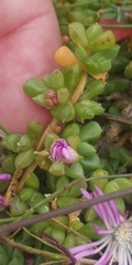 Disphyma dunsdonii