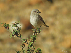 Bradornis microrhynchus microrhynchus