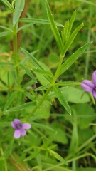 Monopsis stellarioides