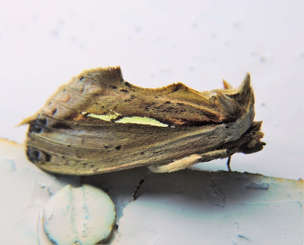 Rosama auritracta