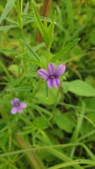 Monopsis stellarioides