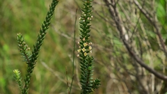 Struthiola tuberculosa