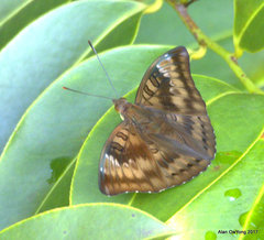 Euthalia aconthea gurda