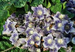 Mandragora autumnalis