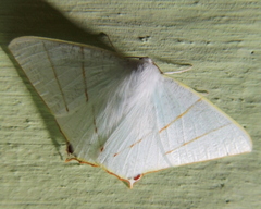 Ourapteryx margaritata