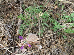 Astragalus suffruticosus