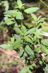 Sambucus gaudichaudiana