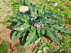 Mandragora autumnalis