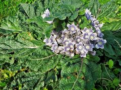 Mandragora autumnalis