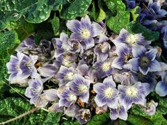 Mandragora autumnalis