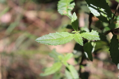 Sambucus gaudichaudiana