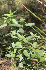 Sambucus gaudichaudiana