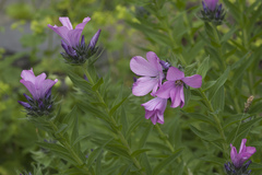 Linum hypericifolium