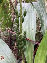 Calanthe formosana