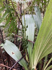 Calanthe formosana