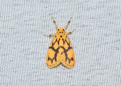 Miltochrista terminospota