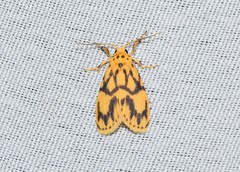 Miltochrista terminospota