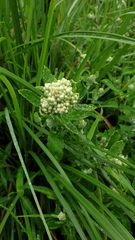 Helichrysum panduratum