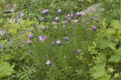 Linum hypericifolium
