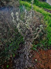 Verbascum mucronatum