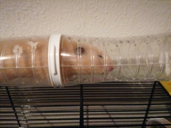 Mesocricetus auratus