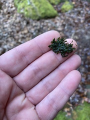 Jubula pennsylvanica