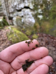 Jubula pennsylvanica