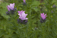Linum hypericifolium