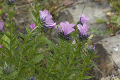 Linum hypericifolium