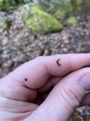 Jubula pennsylvanica